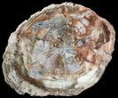 Colorful Petrified Wood Round - Cyber Monday Deal! #54212-2